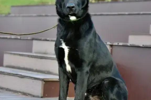 Пропала собака, Колесниково, Калужская обл.