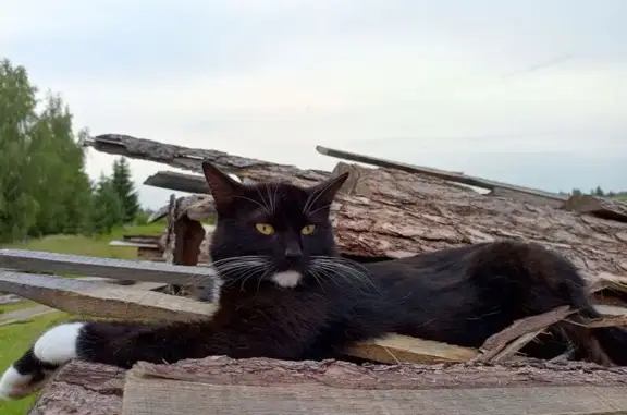 Пропала кошка Мотя, Порхов, Псковская обл.