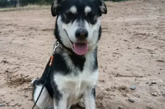 Найдена собака, , фото: Собака найдена на Приморском шоссе