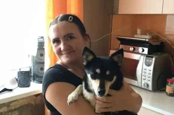 Пропала собака, ул. Герцена 116А, Вологда