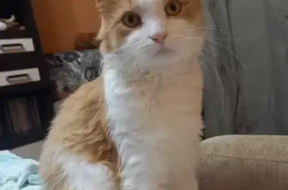 Пропал кот Кузя, ш. Энтузиастов, д.100 к1