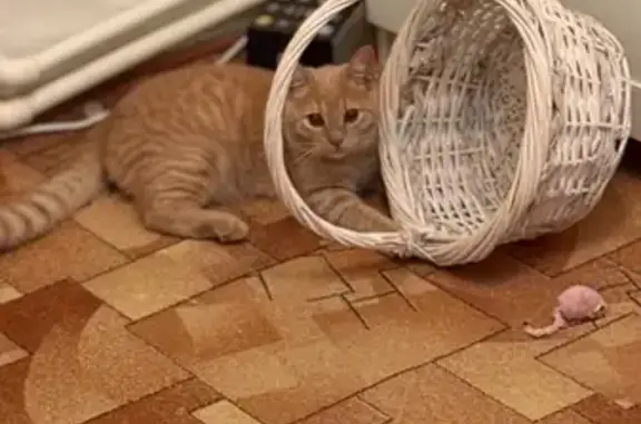 Кошки потеряшки, Ростов-на-Дону, фото: Потеряшка кошка, Ростов-на-Дону, Ченцова