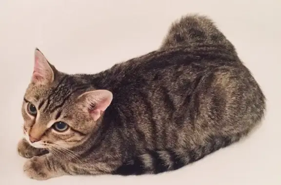 Кошки потеряшки, Майкоп, фото: Потеряшка кошка, Восточные Сады 48А, Майкоп