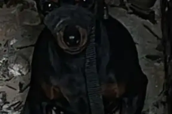 Собаки потеряшки, , фото: Потеряшка собака, 86 Подновье