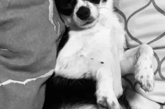 Собаки потеряшки, Свердловская область, фото: Потеряшка собака в Лесном, Свердловская обл.