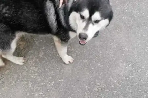 Найдена собака, Рязань, фото: Собака найдена: Рязанская ул., 49, Рязань