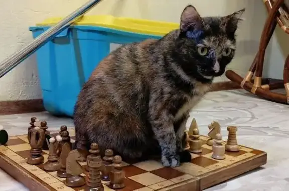 Кошки потеряшки, Томск, фото: Потеряшка кошка, 3-я Заречная ул., Томск