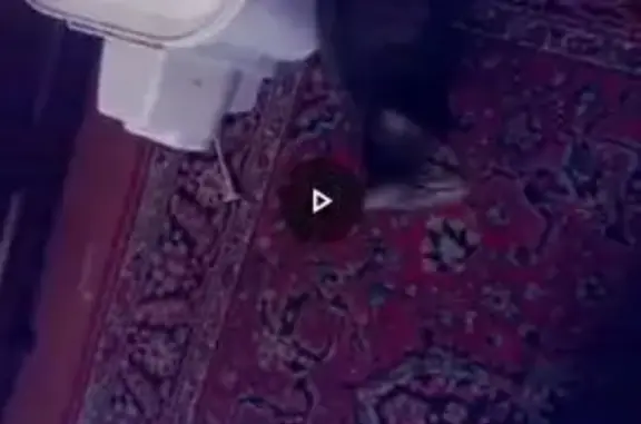 Пропала кошка, Владычнево, А-119