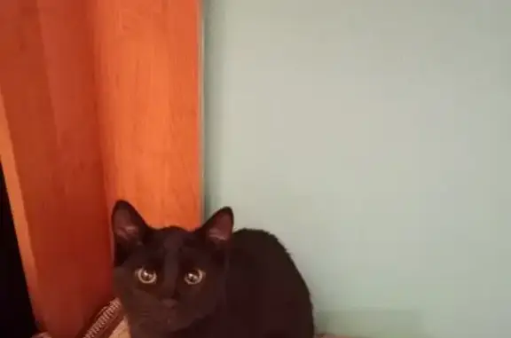 Найдена кошка, Смоленск, фото: Кошка найдена: Киевский переулок, 16 к2