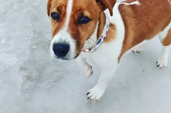 Пропала собака, Ногинск, Речная ул., 2