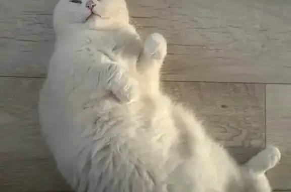 Кошки потеряшки, Оренбург, фото: Потеряшка белая кошка, 1-я Цветочная, Оренбург