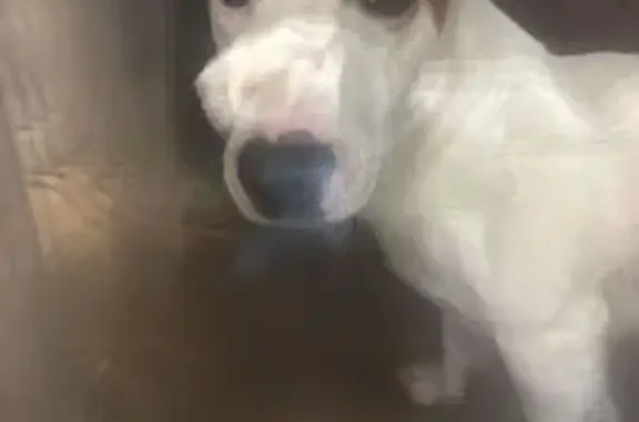 Найдена собака, , фото: Найдена собака, Званка, Татарстан