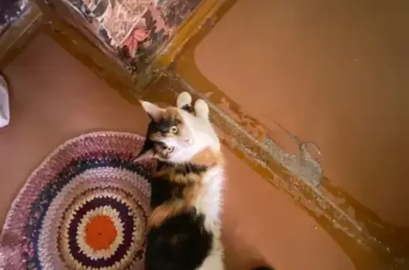 Пропала кошка, ул. Кутузова, 10, Н. Тагил