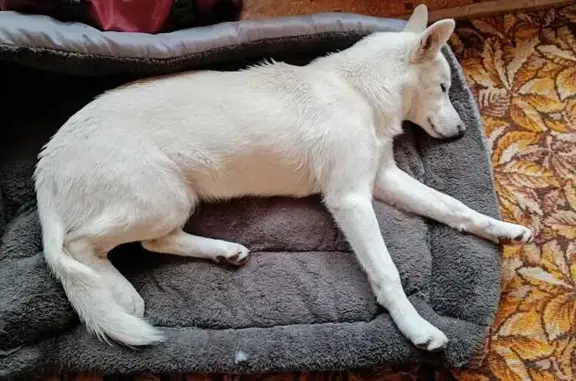 Найдена собака, , фото: Найдена белая собака, Магнитогорск