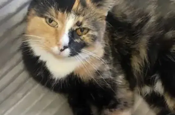 Кошка найдена: ул. Двор Пролетарки, Тверь