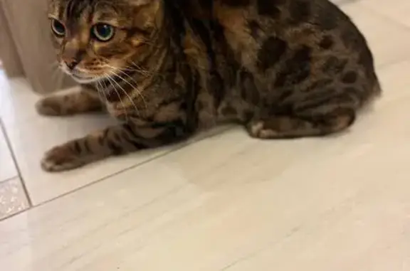 Найдена кошка, , фото: Найдена бенгальская кошка, Октябрьский, к2