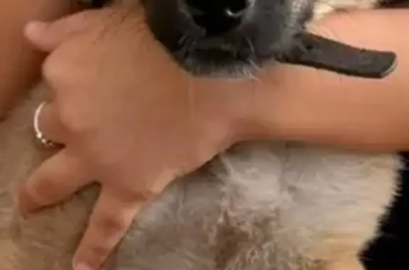 Пропала овчарка, ул. Лермонтова 23, Сибай