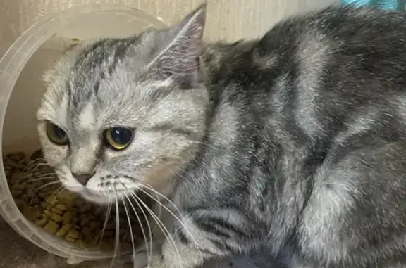 Найдена кошка, , фото: Кошка найдена у стройки, Уфа, Башкортостан