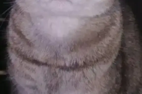 Пропала кошка, Лосевская ул. 1 к4, Москва