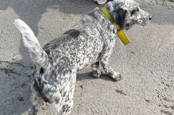 Пропала собака на ул. Чемпионов, Сириус