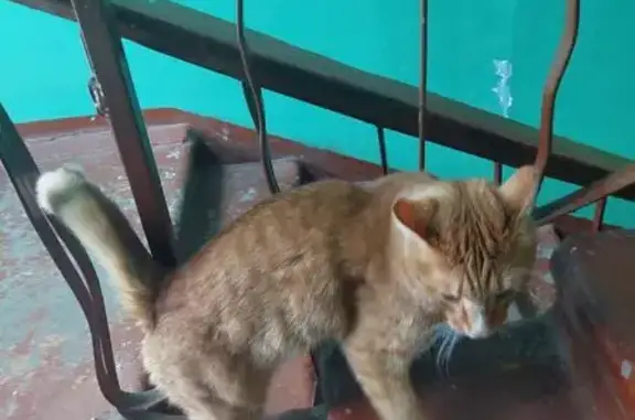 Найдена кошка, Иркутск, фото: Кошка найдена у дома 91, мкр. Юбилейный