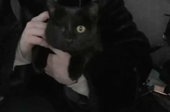 Пропала кошка на Герцена 20, Новосибирск