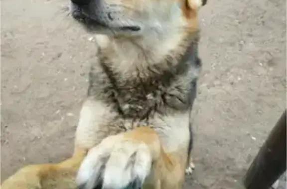 Собаки потеряшки, Омск, фото: Потеряшка собака, Омск, 5-я Островская 42