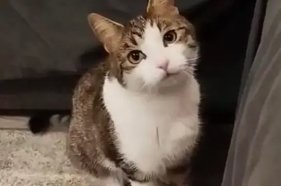 Пропала кошка, переулок Давыдовского, 48