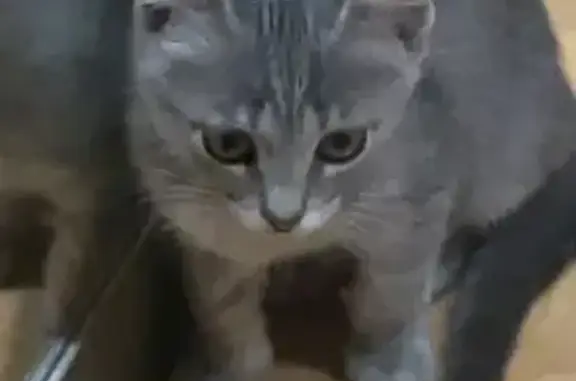 Кошки потеряшки, Пенза, фото: Потеряшка кошка, Лодочная ул., 19, Пенза