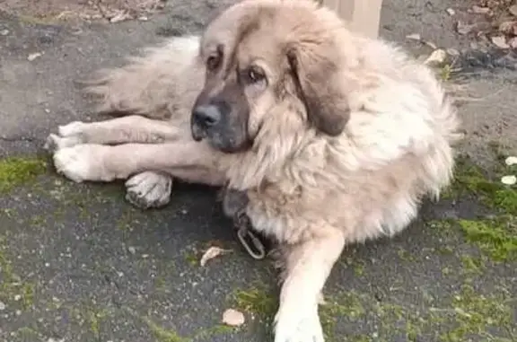 Собаки потеряшки, Нижний Новгород, фото: Потеряшка собака, ул. Паскаля 23, НН