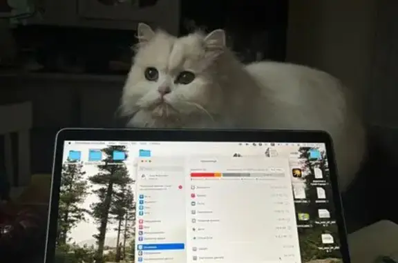 Кошки потеряшки, , фото: Потеряшка кот на Советской, 1, Ланьшинский