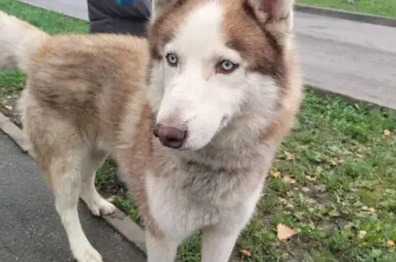 Найдена собака, Шушары, фото: Найдена собака, Шушары, Кокколевская ул.