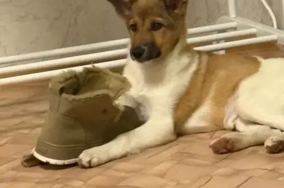 Пропала собака, Линейная 76, Красноярск