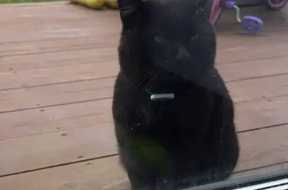 Пропала кошка, Воткинский переулок, Ижевск