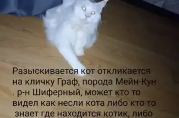 Пропала кошка, Фадеева 38, Спасск-Дальний