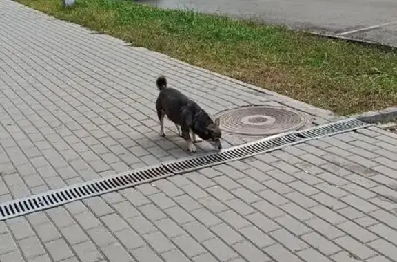 Собака найдена: ул. Горького 61, НН