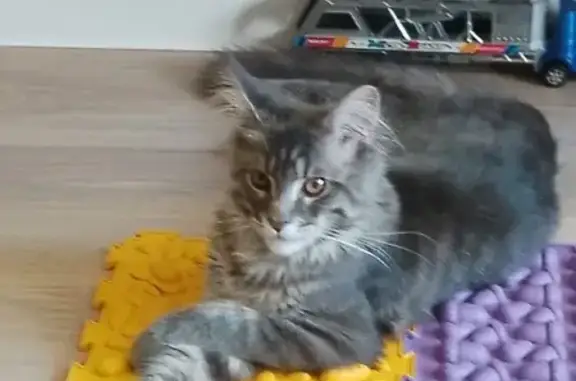 Кошки потеряшки, , фото: Потеряшка серый кот на 9-я Тихая, 15