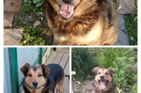 Пропал пёс Джек у деревни Аннино, помогите!