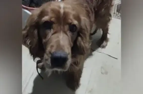 Объявления о пропавших и найденных животных, Борисоглебск, фото: Пропал кокер-спаниель, Советская 18, Борисоглебск