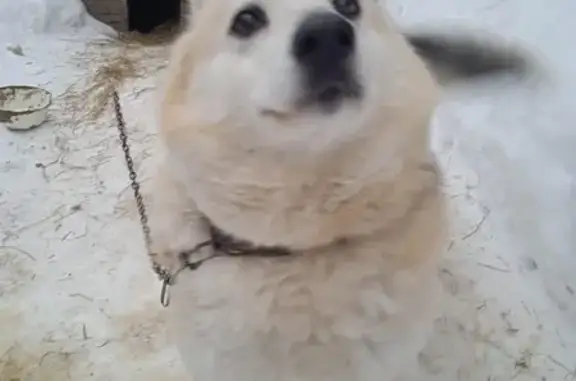 Пропала собака, Вербилки, Победы 1-1