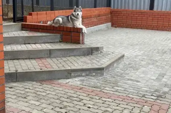 Пропала собака, ул. Сталеваров 134, СО