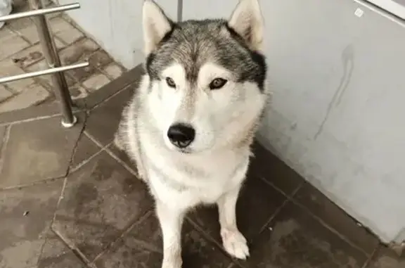 Найдена собака, Старый Оскол, фото: Собака найдена: пр. Победы, Старый Оскол