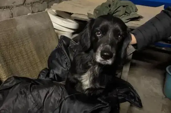 Найдена собака, Ульяновск, фото: Собака найдена на ул. Кирова, 55, Ульяновск