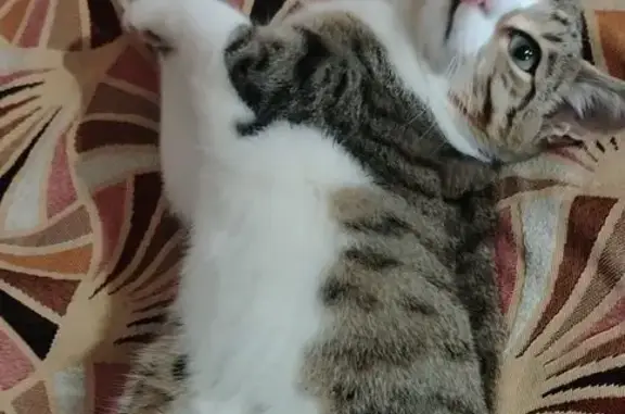 Кошки потеряшки, Белозерск, фото: Потеряшка кошка, ул. Комсомольская 45Б