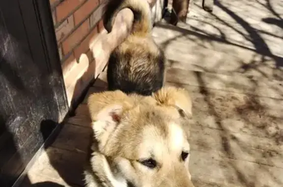 Пропала собака на ул. Ульянова, 6, Кондрово