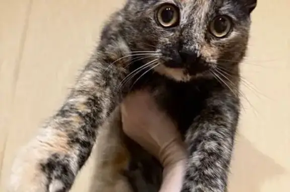 Найдена кошка, Нагорная ул. 31 к1, Москва