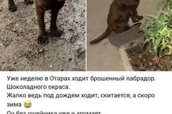 Найдена собака, , фото: Собака найдена: Казань, Татарстан