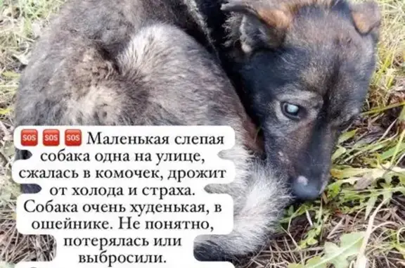 Найдена собака, , фото: Собака найдена, Пестрецы, Татарстан