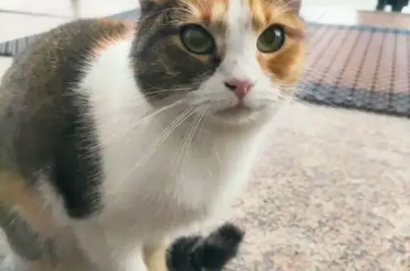 Найдена кошка, Великий Новгород, фото: Кошка найдена: Нехинская ул., Вел. Новгород