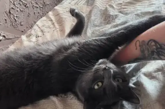 Кошки потеряшки, Кемерово, фото: Потеряшка кошка, Кузнецкий пр., 40, Кемерово